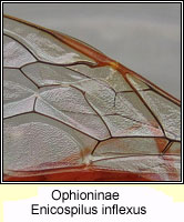 Ophioninae, Enicospilus inflexus