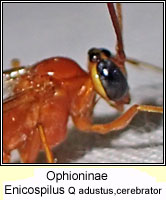 Ophioninae, Enicospilus Q adustus or cerebrator