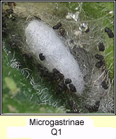 Microgastrinae Q1