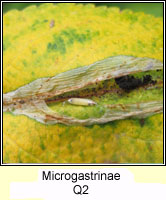 Microgastrinae Q2