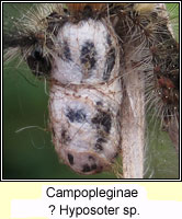 Campopleginae, Hyposoter