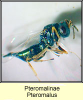 Pteromalinae, Pteromalus