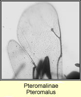 Pteromalinae, Pteromalus