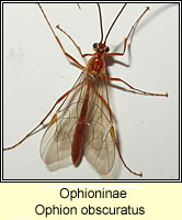 Ophioninae, Ophion obscuratus