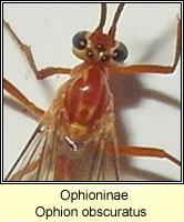 Ophioninae, Ophion obscuratus