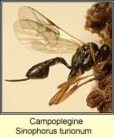 Campopleginae, Sinophorus turionum