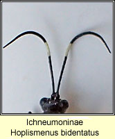 Ichneumoninae, Hoplismenus bidentatus