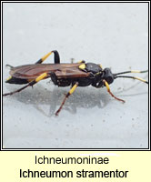 Ichneumoninae, Ichneumon stramentor