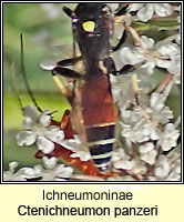 Ichneumoninae, Ctenichneumon panzeri