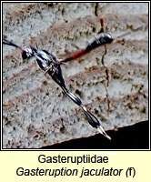 Gasteruptiidae, Gasteruption jaculator