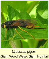 Urocerus gigas, Giant Wood Wasp, Giant Horntail