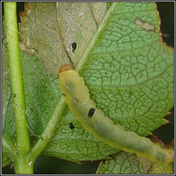Endelomyia aethiops, Rose slug sawfly
