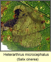 Heterarthrus microcephalus