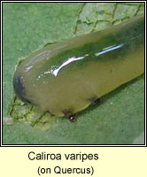 Caliroa varipes