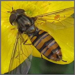 Episyrphus balteatus, Marmalade Hoverfly