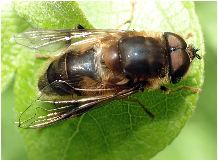 Eristalis pertinax, Tapered Drone Fly