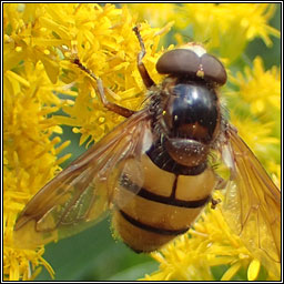 Volucella inanis, Lesser Hornet Hoverfly