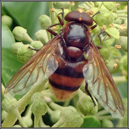Volucella zonaria, Hornet Hoverfly
