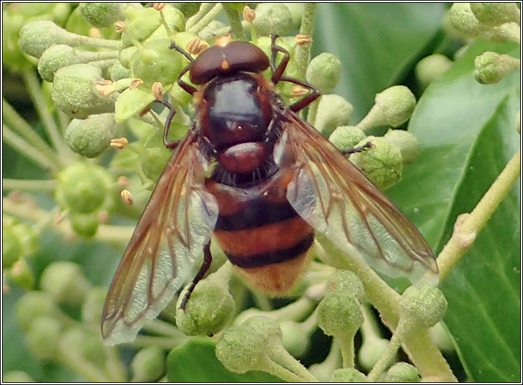Volucella zonaria, Hornet Hoverfly