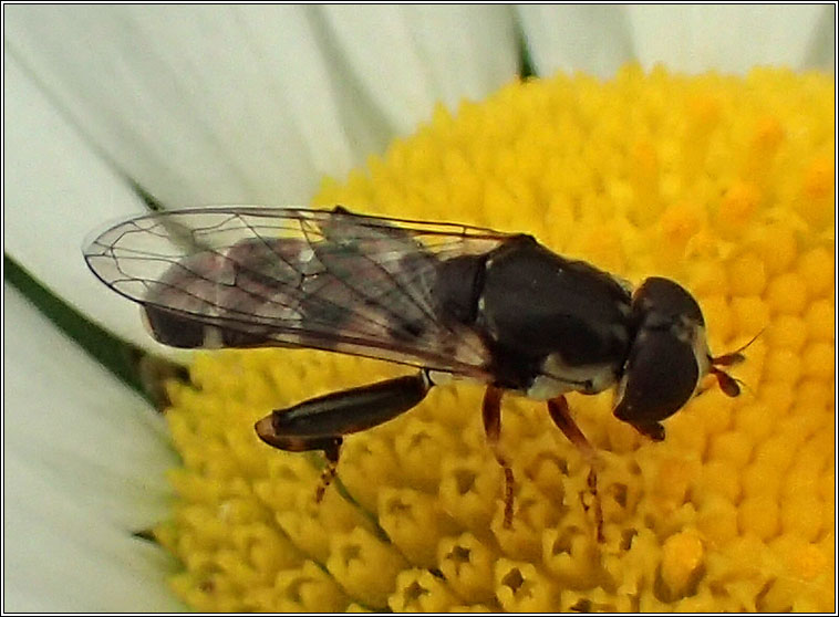 Syritta pipiens, Thick-legged Hoverfly