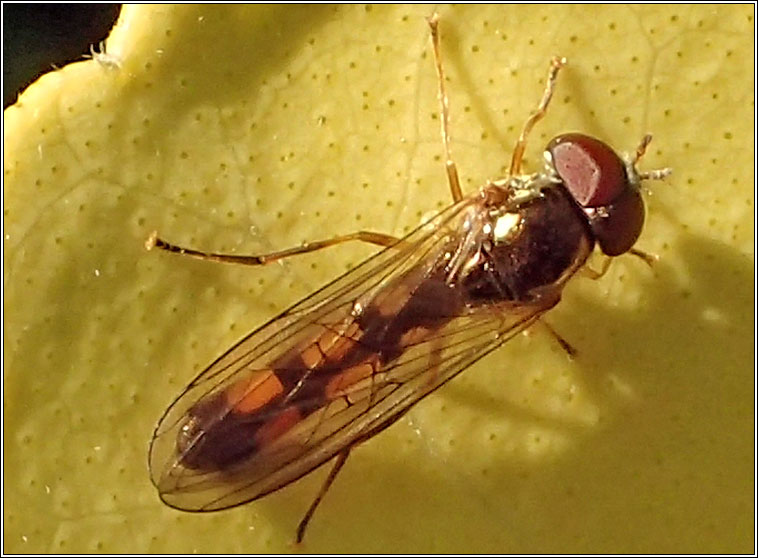 Melanostoma scalare, Chequered Hoverfly