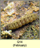 unidentified larva Q14
