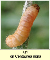 unidentified larva Q1, q Eucosma