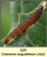 unidentified larva Q20