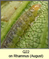 unidentified larva Q22