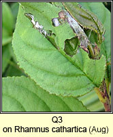 unidentified larva Q3