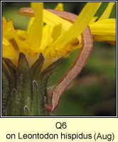 unidentified larva Q6