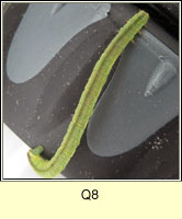 unidentified larva Q8