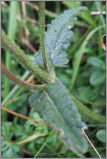 Betony, Stachys officinalis