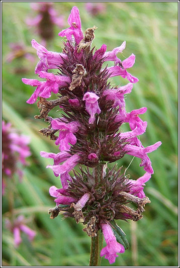 Betony, Stachys officinalis