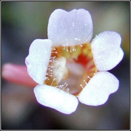 Pale Butterwort, Pinguicula lusitanica