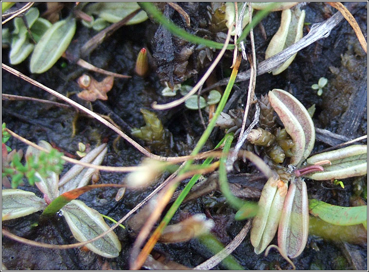 Pale Butterwort, Pinguicula lusitanica