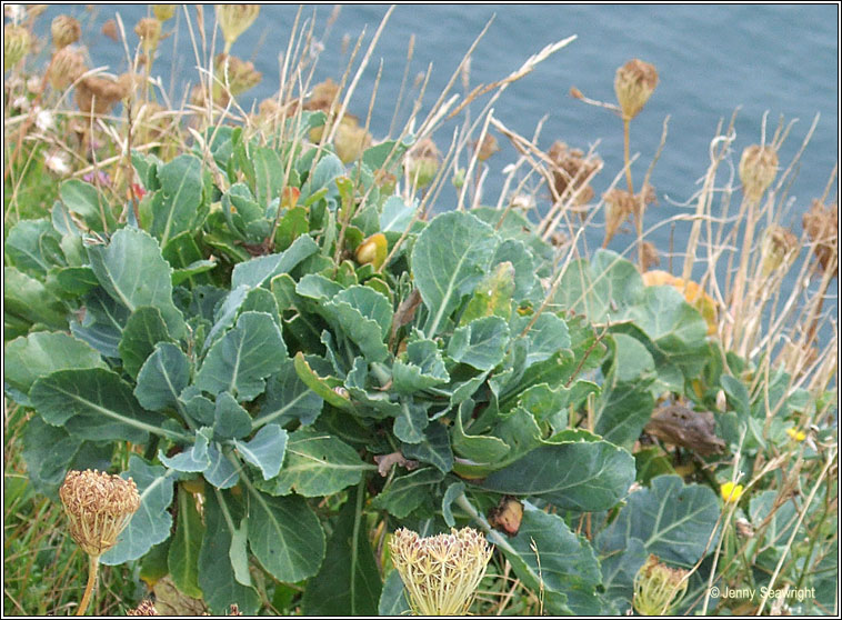 Wild Cabbage, Brassica oleracea