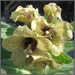 Henbane, Hyoscyamus niger