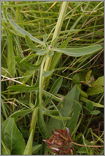 Greater Knapweed, Centaurea scabiosa