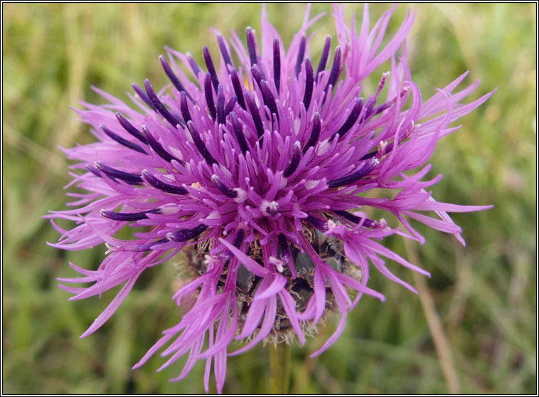 Greater Knapweed, Centaurea scabiosa