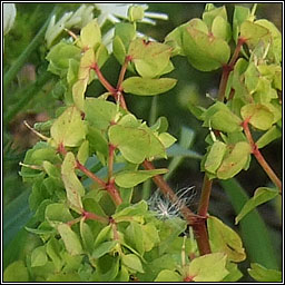 Petty Spurge, Euphorbia peplus