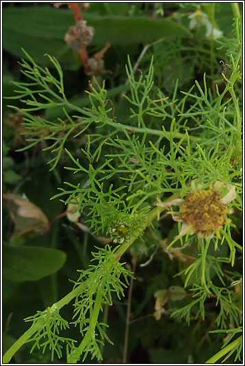 Scentless Mayweed, Tripleurospermum inodorum