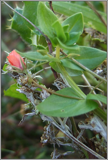 Scarlet Pimpernel, Anagallis arvensis