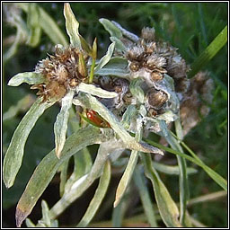 Marsh Cudweed, Gnaphalium uliginosum