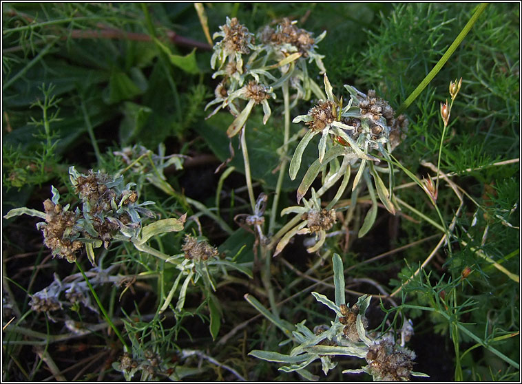 Marsh Cudweed, Gnaphalium uliginosum