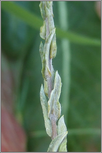 Common Cudweed, Filago vulgaris