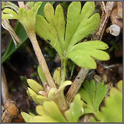 Parsley-piert, Aphanes arvensis agg