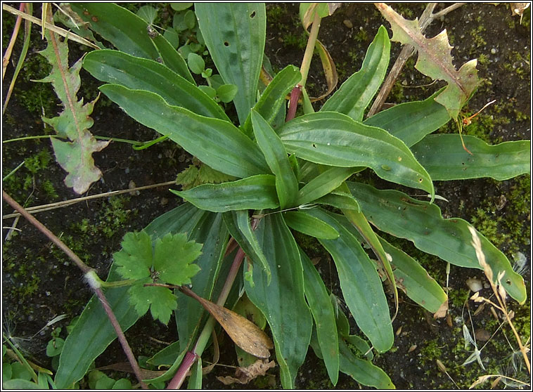 Ribwort Plantain, Plantago lanceolata