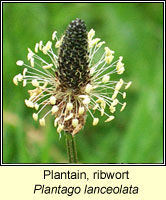 Plantain, ribwort, Plantago lanceolata