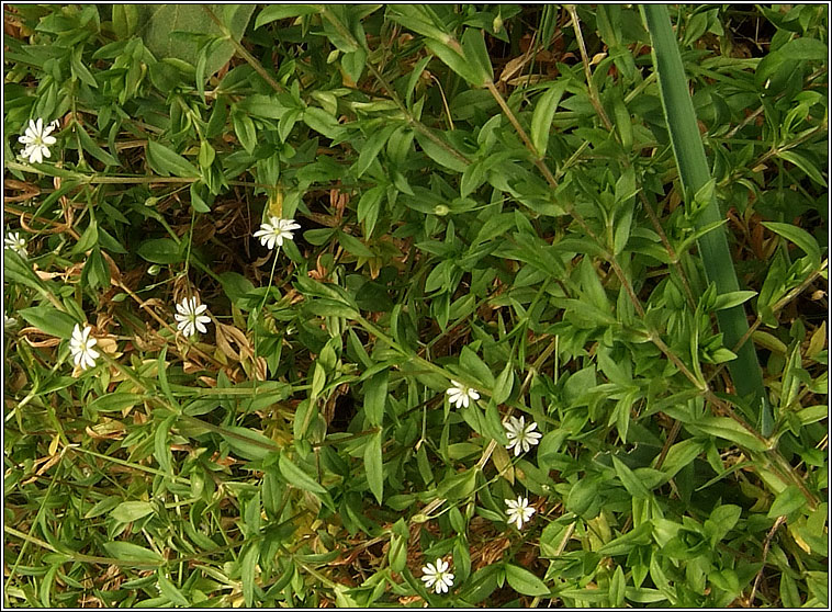 Lesser Stitchwort, Stellaria graminea